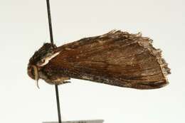 Image of Elegant Prominent