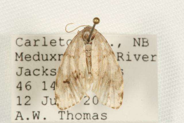 Image of Little White Lichen Moth