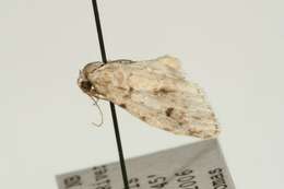 Image of Little White Lichen Moth