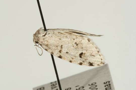 Image of Little White Lichen Moth