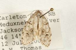 Image of Little White Lichen Moth