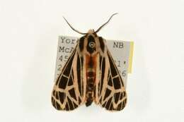 Image of Parthenice Tiger Moth