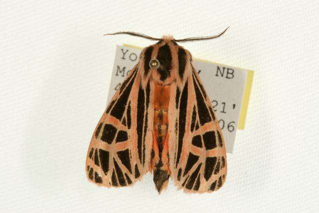 Image of Parthenice Tiger Moth