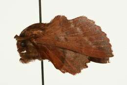 Image of American Lappet Moth