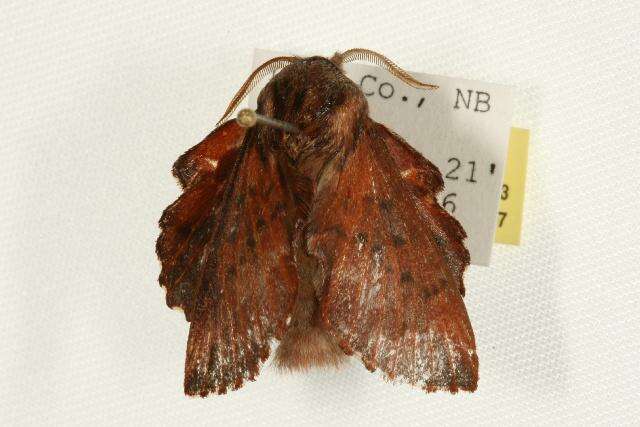 Image of American Lappet Moth