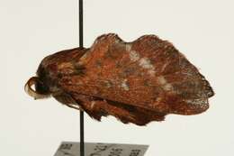 Image of American Lappet Moth