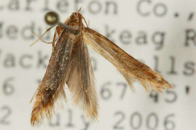 Image of Moth