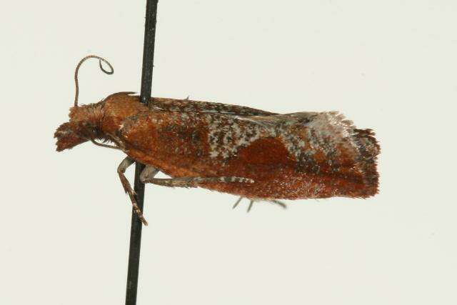 Image of Epinotia septemberana Kearfott 1907