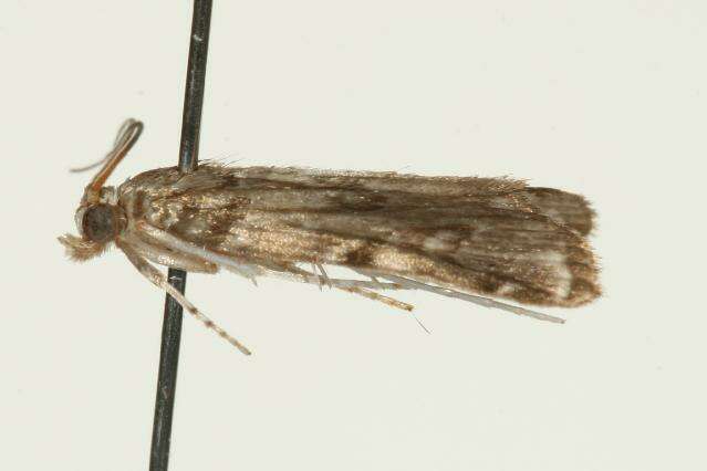 Image de Elophila gyralis