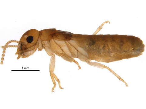 Image of drywood termite