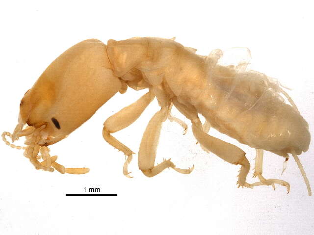 Image of Archotermopsis