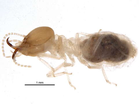 Image of Sphaerotermitinae