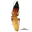 Image of Dampwood termites