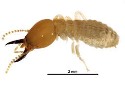 Image of Coptotermitinae