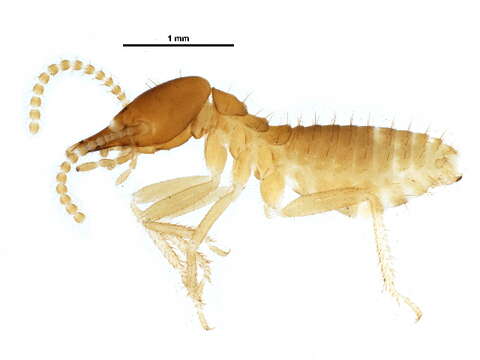 صورة Schedorhinotermes