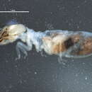 Image of Trinervitermes