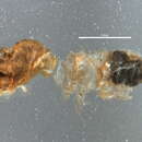 Image of Cephalotermes