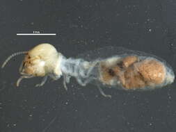 Image of Termitinae