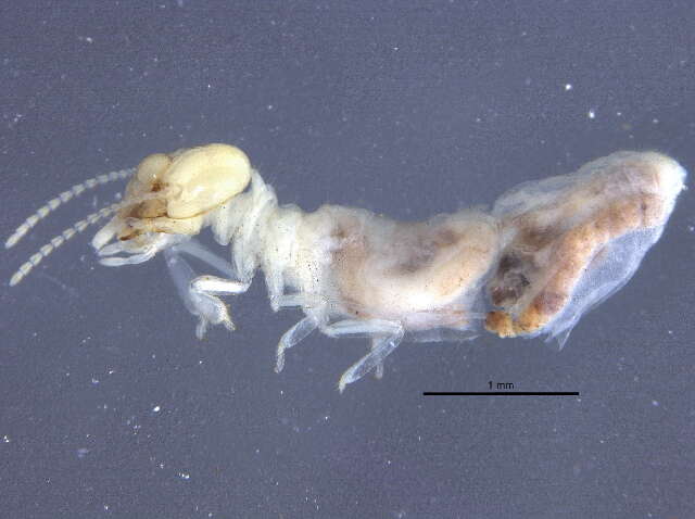 Image of Apicotermitinae