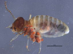 Image of Apicotermitinae