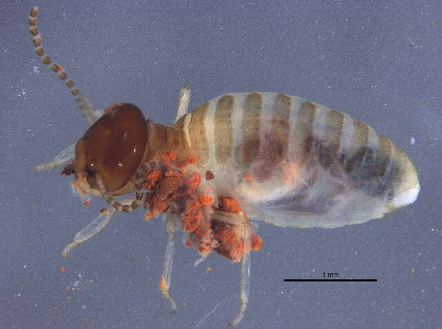 Image of Apicotermitinae