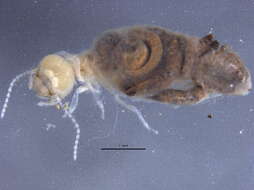 Image of Apicotermitinae