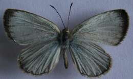 Image of Pseudozizeeria