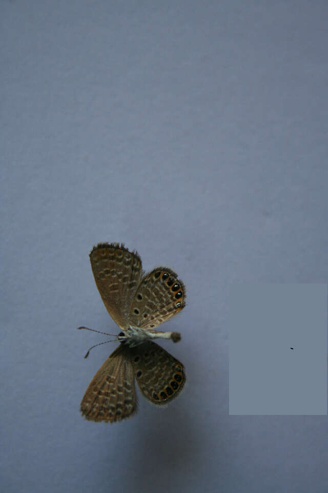 Image of Oriental Grass Jewel