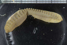 Image of maggot worms