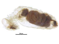 Image of Coatitermes