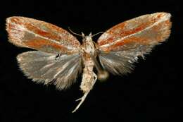 Image of Eastern Black-headed Budworm Moth