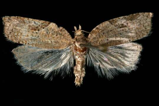 Image of Acleris negundana Busck 1940