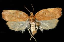 Image of Acleris foliana Walsingham 1879