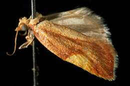 Image of Acleris foliana Walsingham 1879