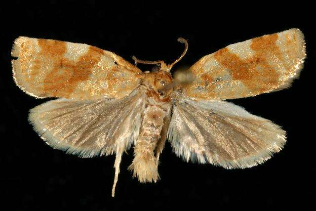 Image of Fruit-Tree Leafroller Moth