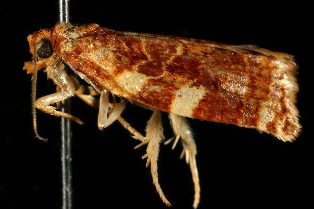 Image of Fruit-Tree Leafroller Moth