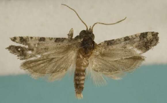 Image of Black-tipped Rudenia Moth