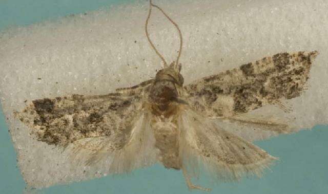 Image of Black-tipped Rudenia Moth