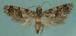 Image of Black-tipped Rudenia Moth