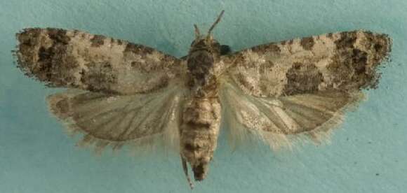 Image of Black-tipped Rudenia Moth