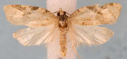 Image of Acleris negundana Busck 1940