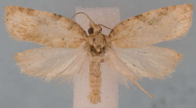 Image of Acleris negundana Busck 1940