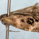 Image of <i>Tebenna gemmalis</i>