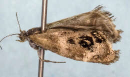 Image of <i>Tebenna gemmalis</i>