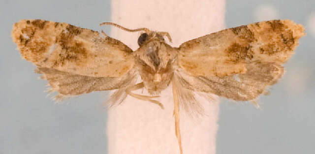 Image de <i>Cochylis bucera</i>