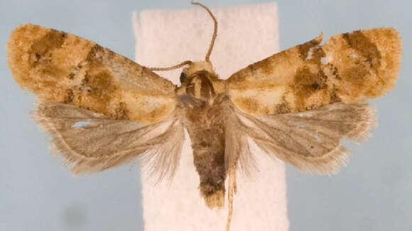 Image de <i>Cochylis bucera</i>