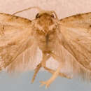 Image of Cochylis