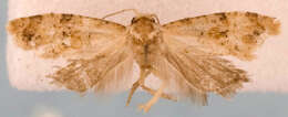 Image of Cochylis