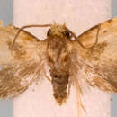 Image of <i>Hyptiharpa baboquavariana</i>