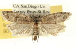 Image of Decodes asapheus Powell 1980